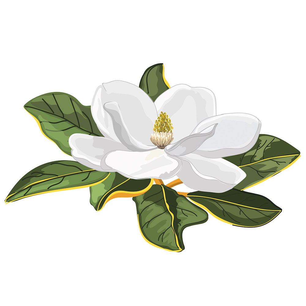 Imagen 13. Magnolia común