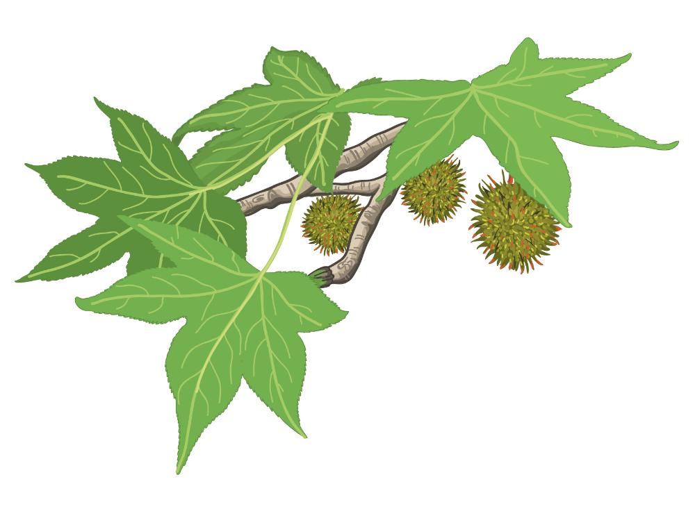 Imagen Liquidámbar (Liquidambar styraciflua L.)