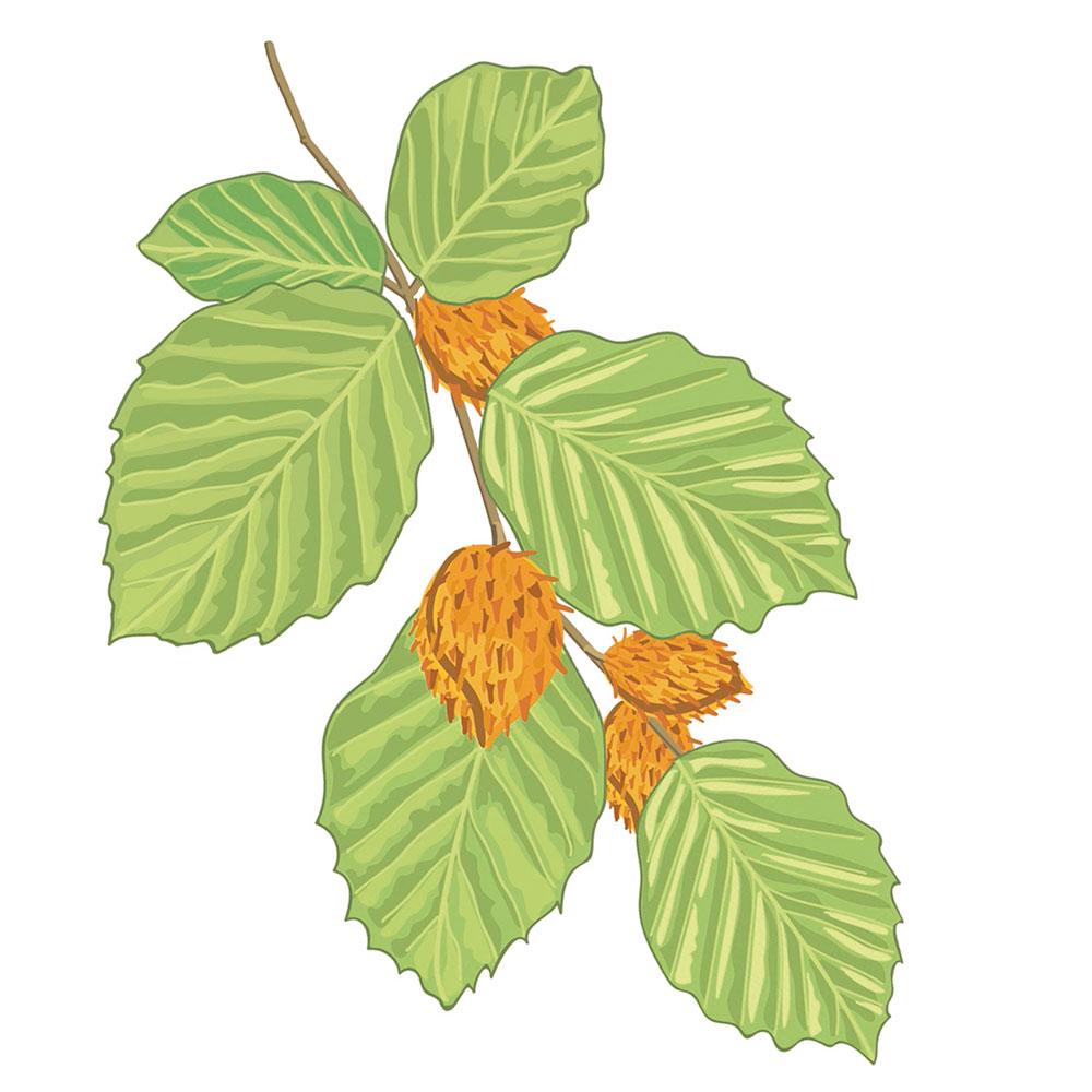 Imagen Haya (Fagus sylvatica L.)