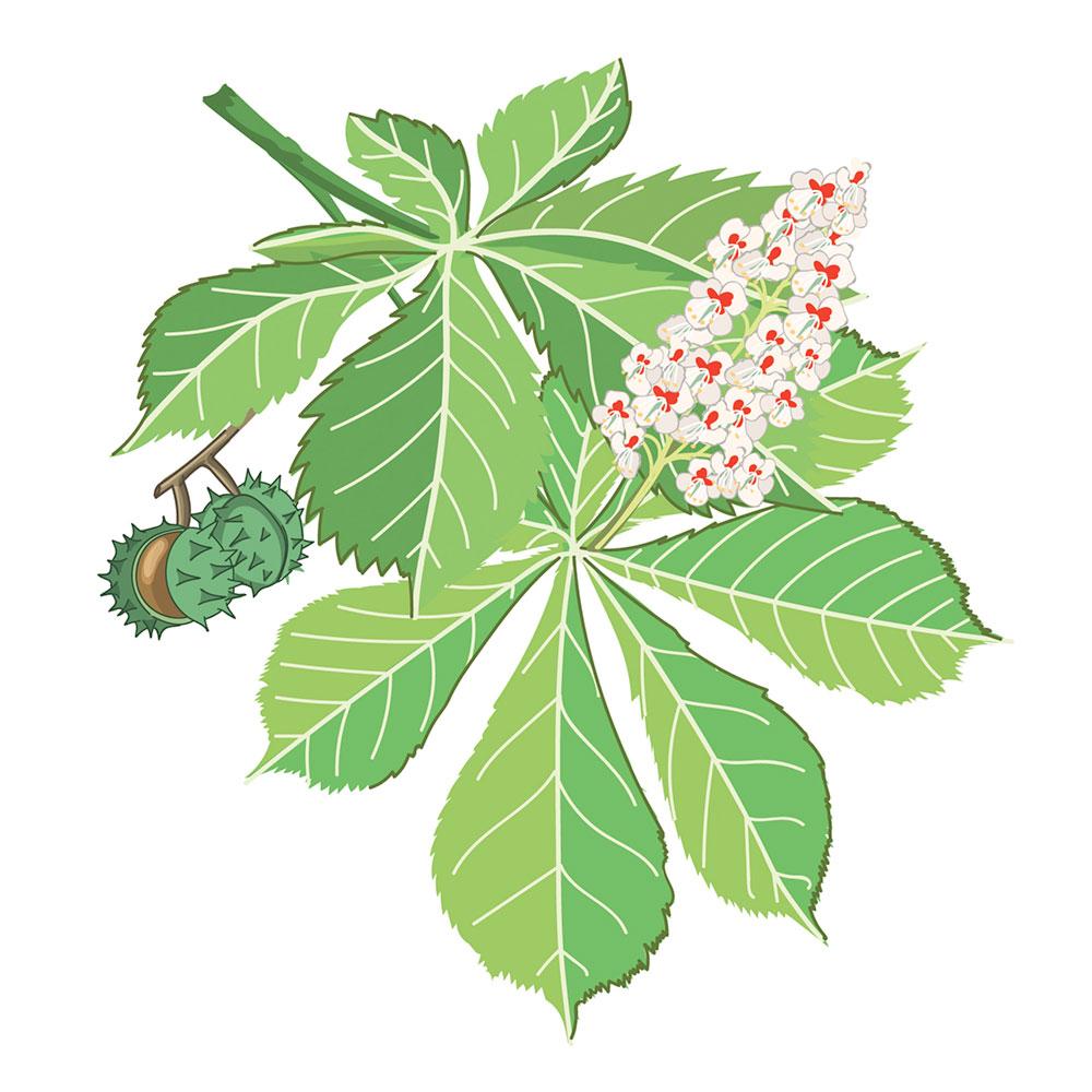 Imagen Castaño de Indias (Aesculus hyppocastanum L.)