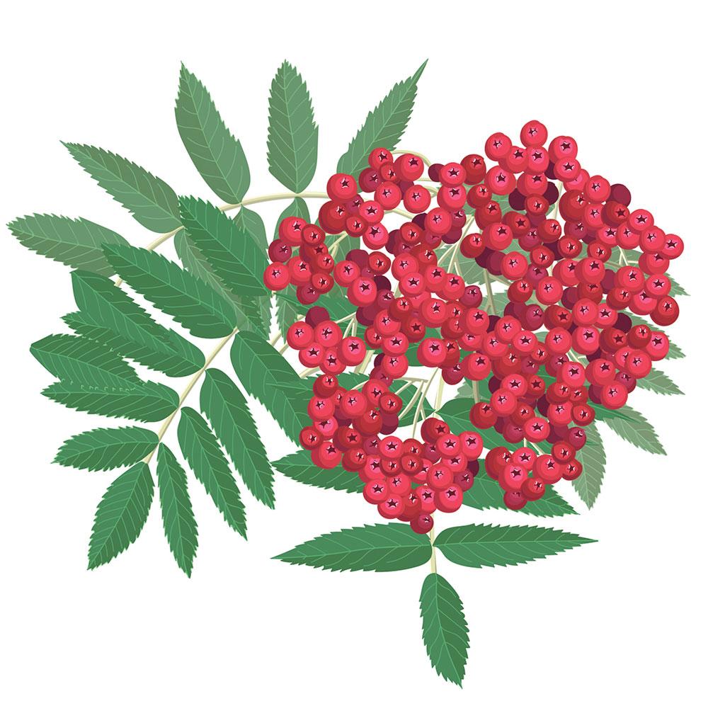 Imagen Serbal de los cazadores (Sorbus aucuparia L.)