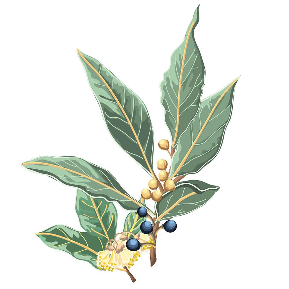 Imagen Laurel (Laurus nobilis L.)