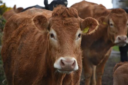 Imagen Mungia celebra su última Feria de Ganado hasta después del verano este domingo 17 de mayo